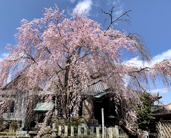 夢見の桜